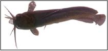 Clarias batrachus (Magur)