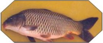 Cyprinus carpio var communis(Common carp)